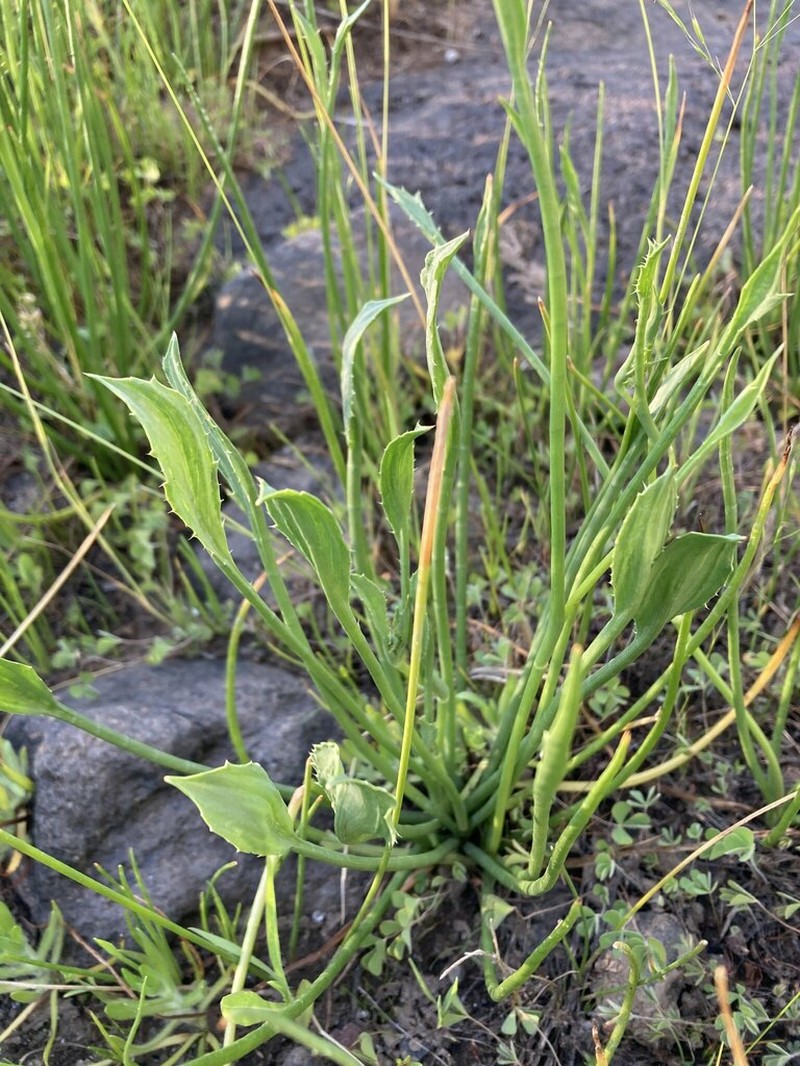 Modoc Eryngo