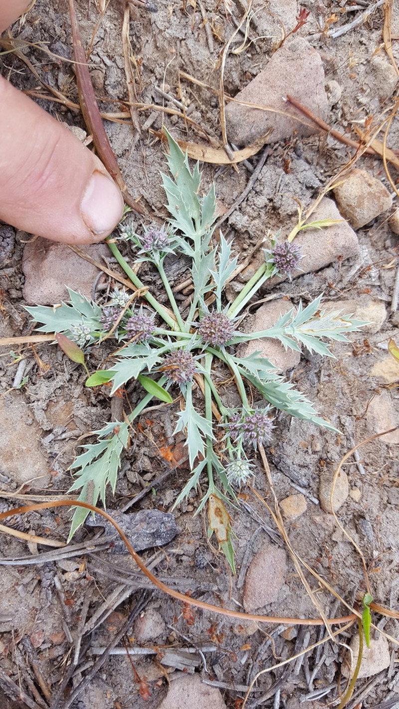 Modoc Eryngo photo 2