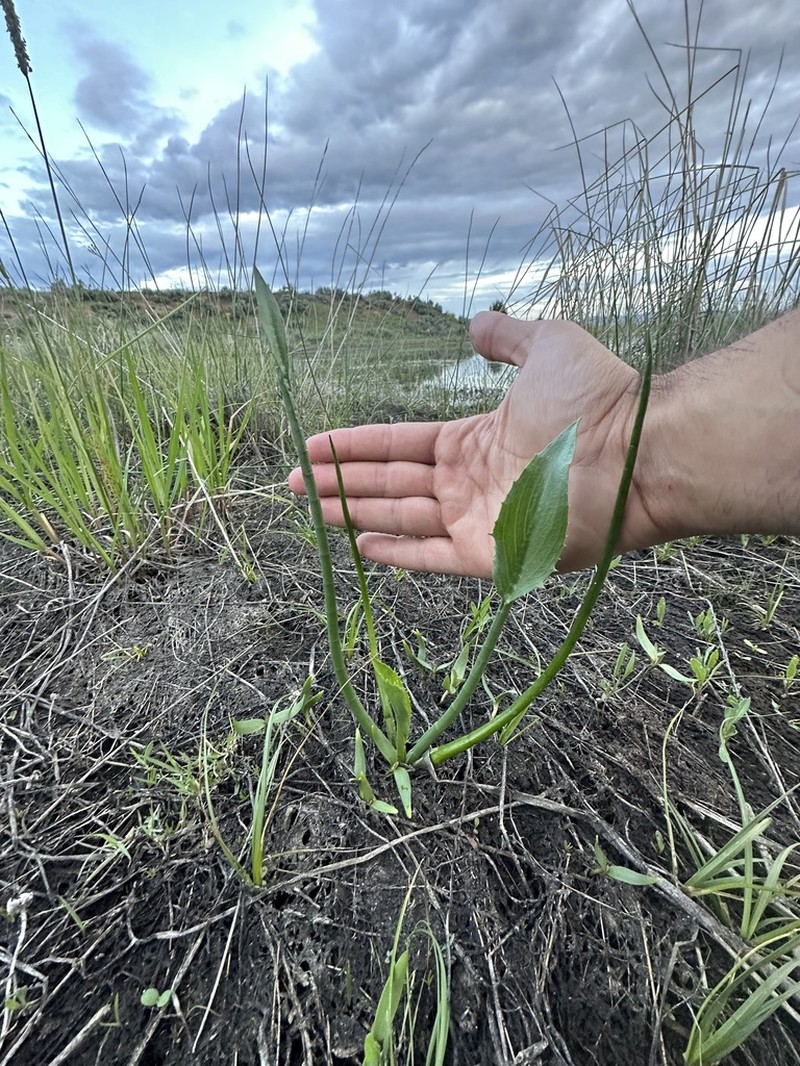 Modoc Eryngo photo 3