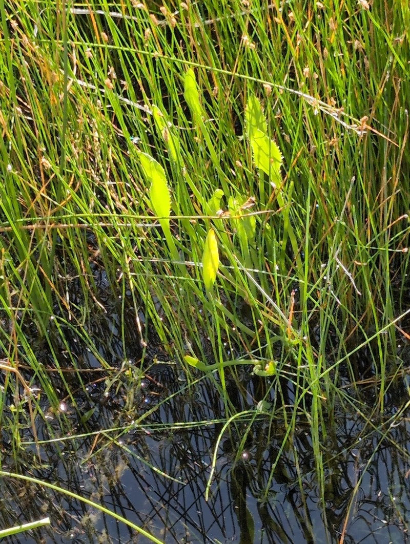 Modoc Eryngo photo 4