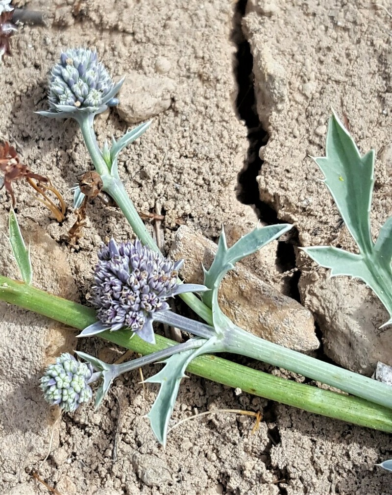 Modoc Eryngo photo 5