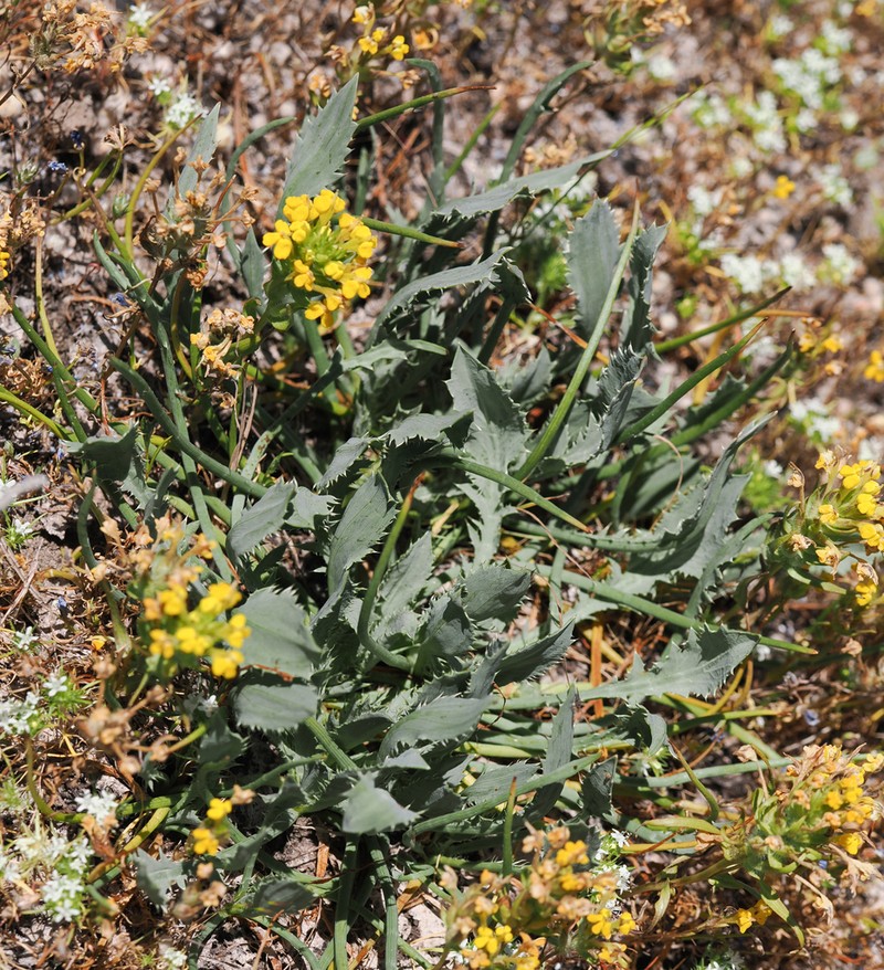Modoc Eryngo photo 6