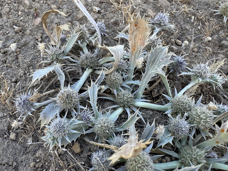 Modoc Eryngo photo 7