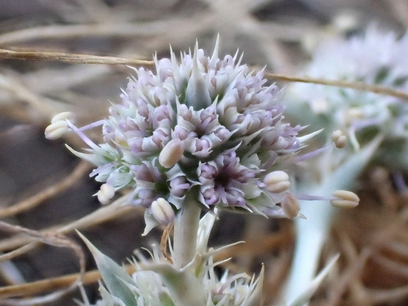 Modoc Eryngo photo 8