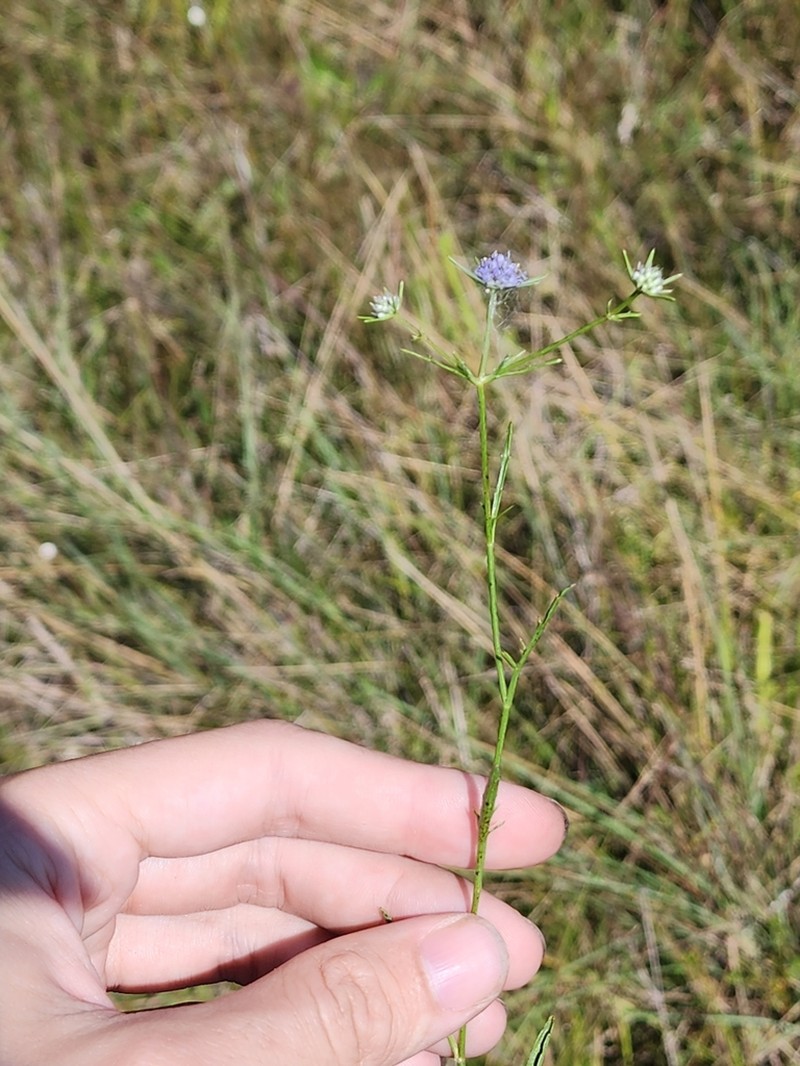 Eryngium altamaha