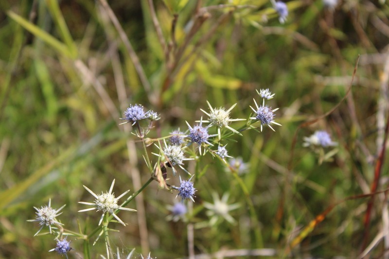 Eryngium altamaha photo 2