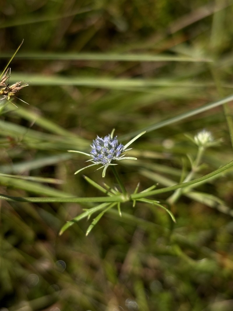 Eryngium altamaha photo 3