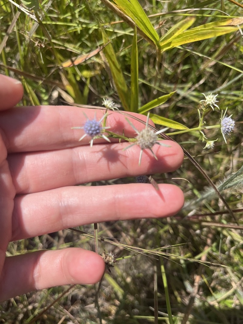 Eryngium altamaha photo 4