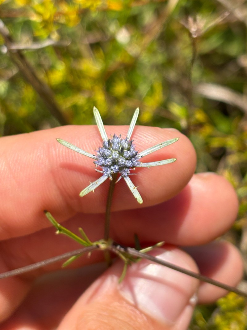 Eryngium altamaha photo 5