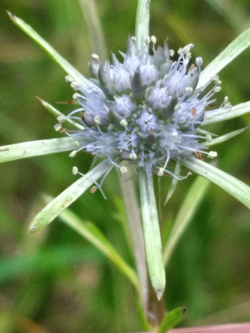 Eryngium altamaha photo 6