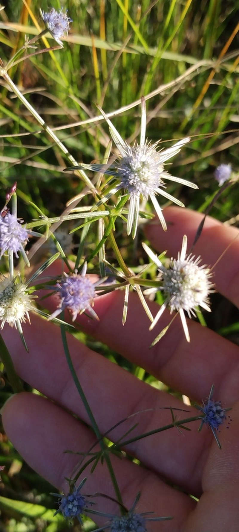 Eryngium altamaha photo 7