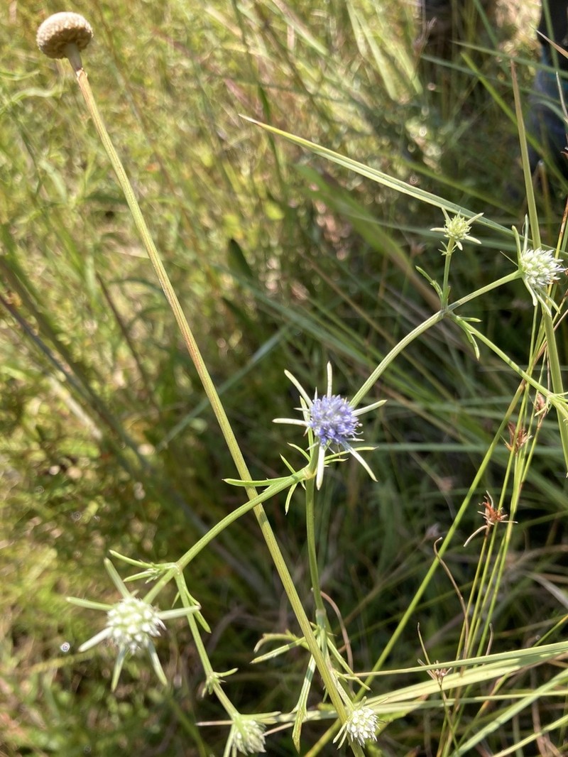 Eryngium altamaha photo 8