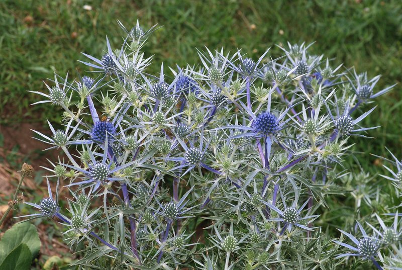 Amethyst Eryngo