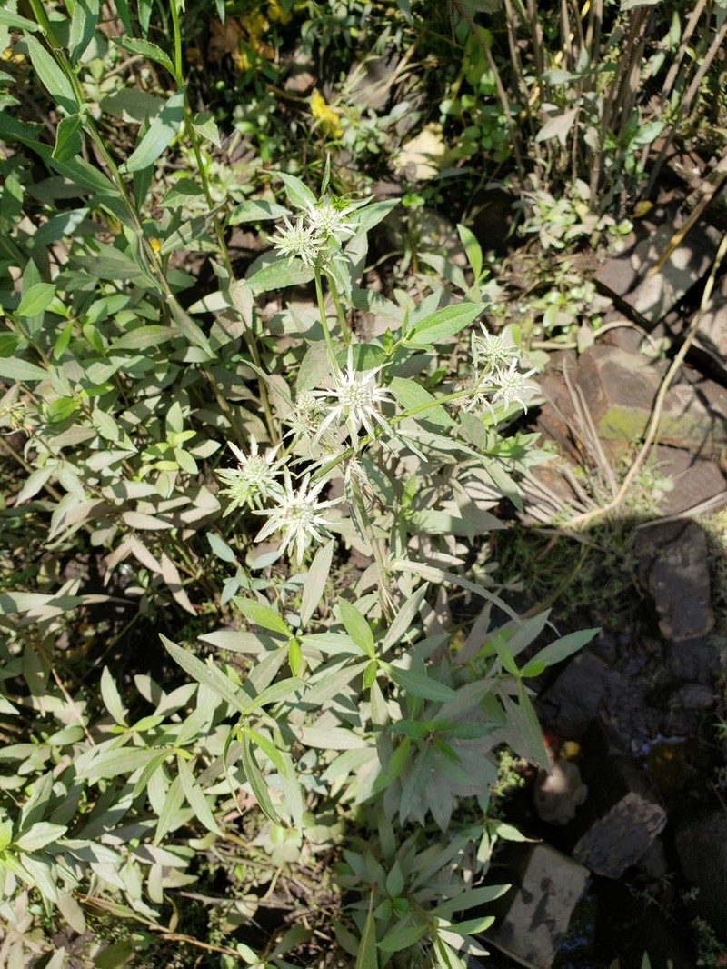 Rattlesnakemaster