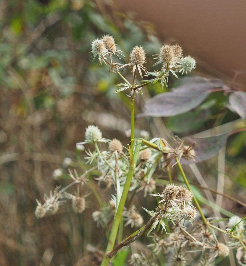 Rattlesnakemaster photo 2