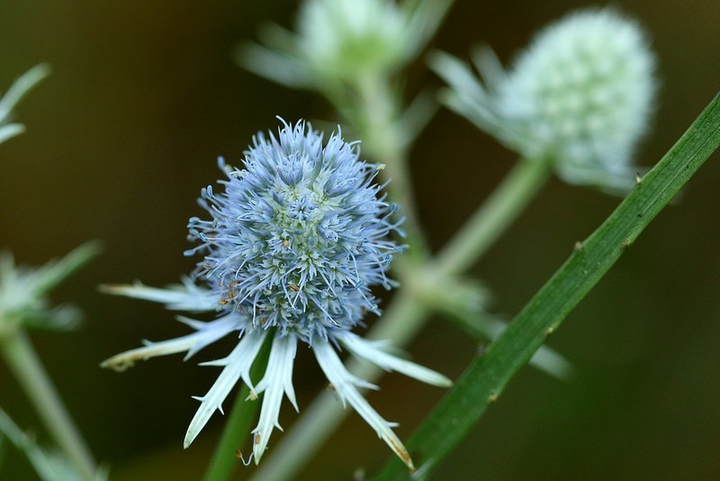 Rattlesnakemaster photo 3