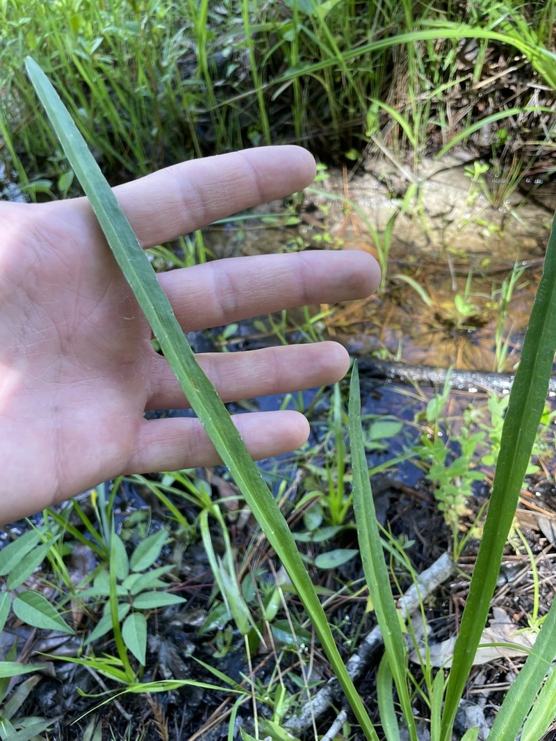 Rattlesnakemaster photo 4