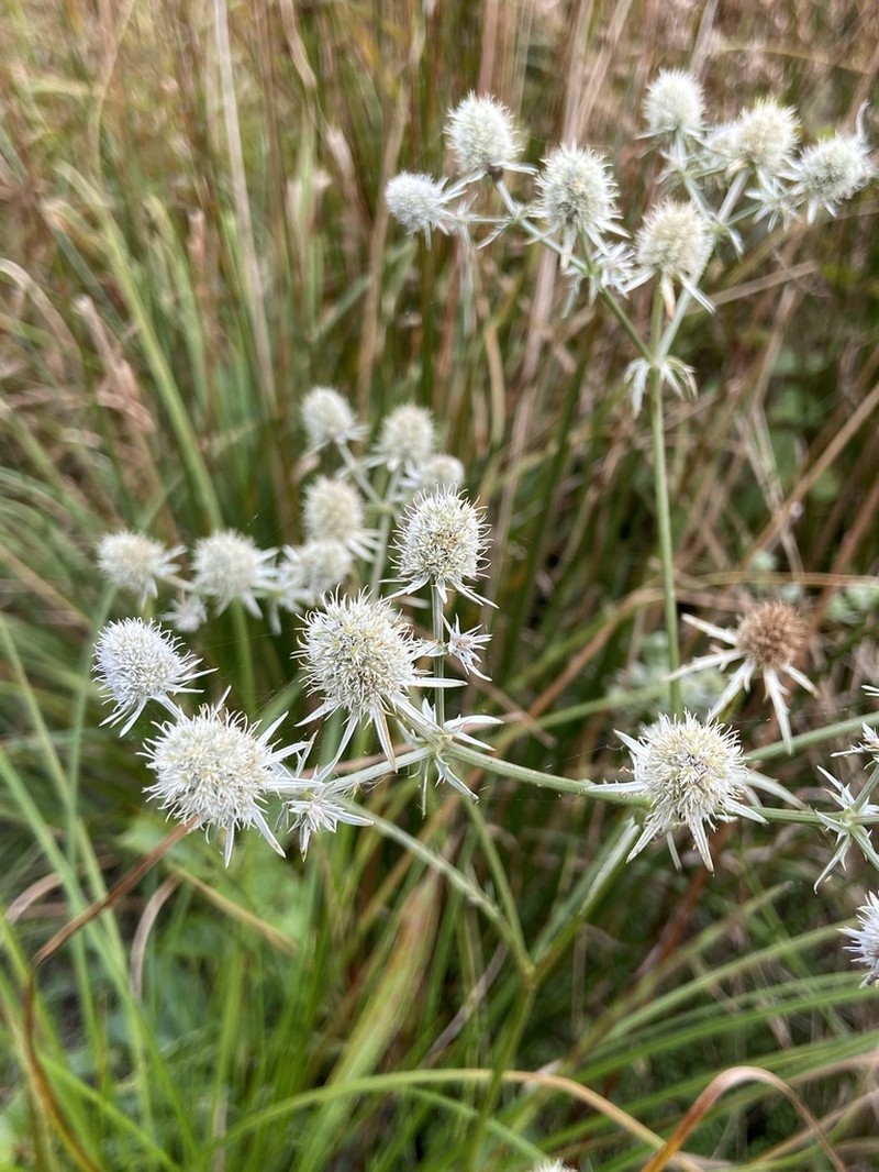 Rattlesnakemaster photo 5