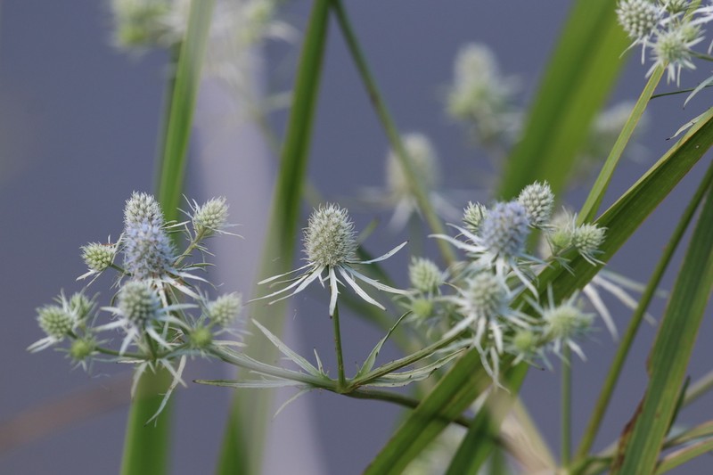 Rattlesnakemaster photo 6
