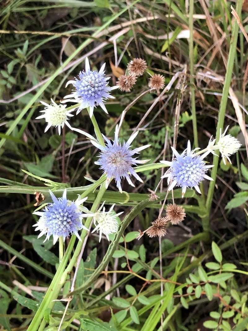 Rattlesnakemaster photo 7