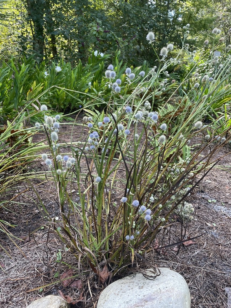 Rattlesnakemaster photo 8