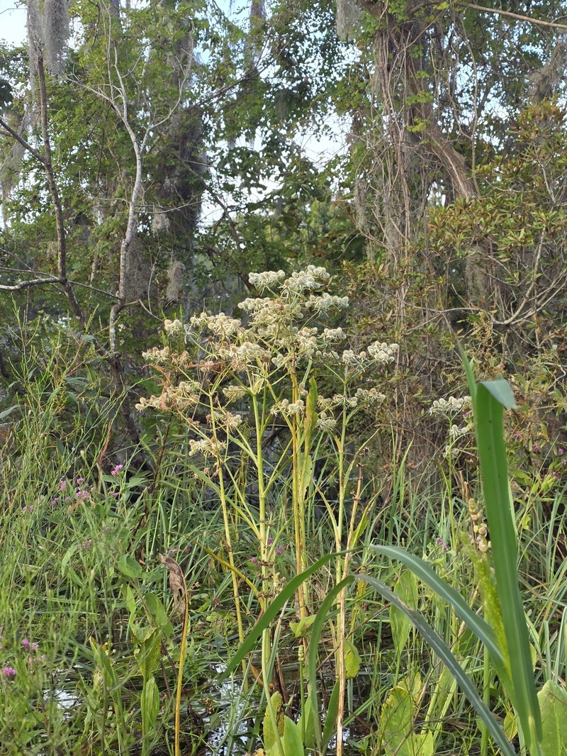 Eryngium aquaticum var. aquaticum photo 3
