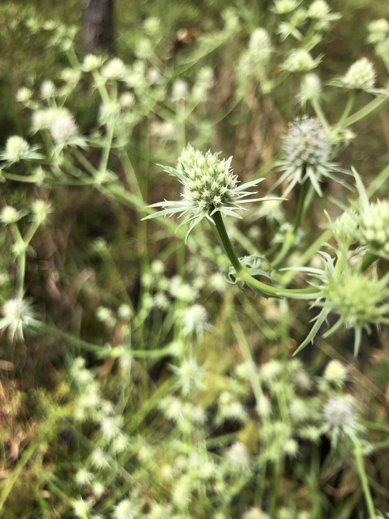 Eryngium aquaticum var. aquaticum photo 5