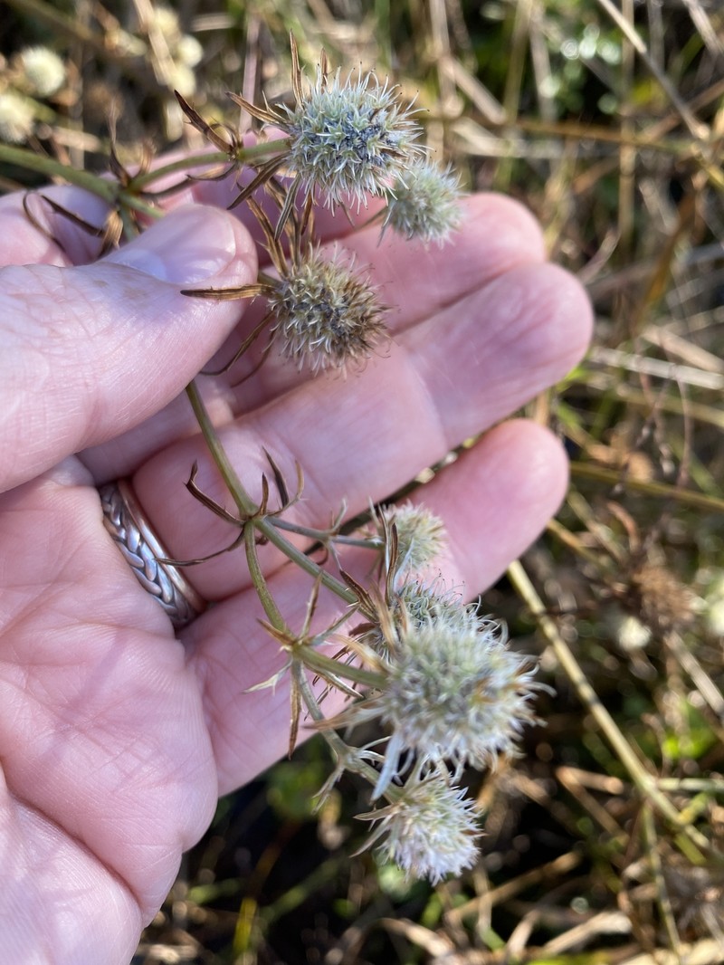 Eryngium aquaticum var. aquaticum photo 6