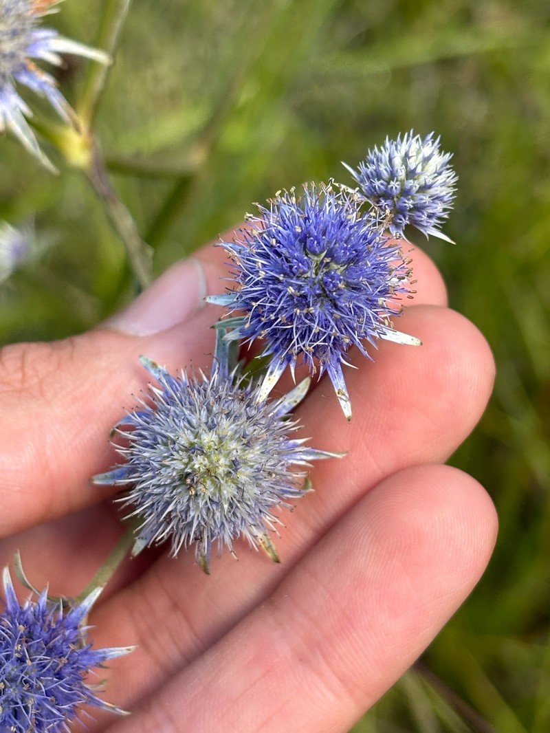 Eryngium aquaticum var. ravenelii