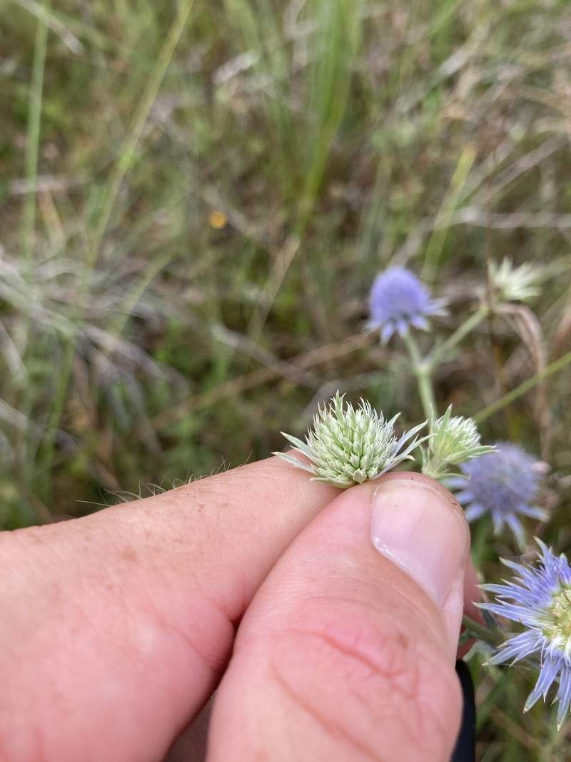 Eryngium aquaticum var. ravenelii photo 2