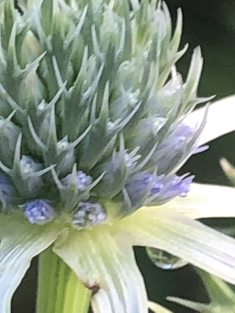Eryngium aquaticum var. ravenelii photo 3