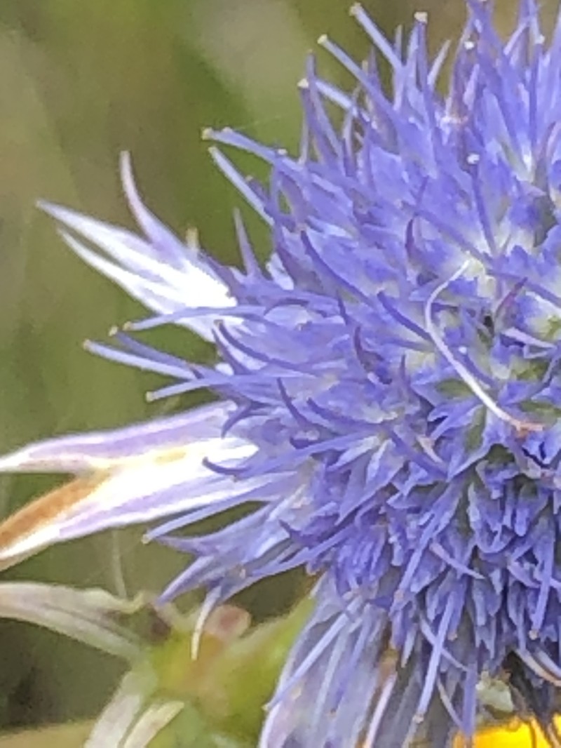 Eryngium aquaticum var. ravenelii photo 4