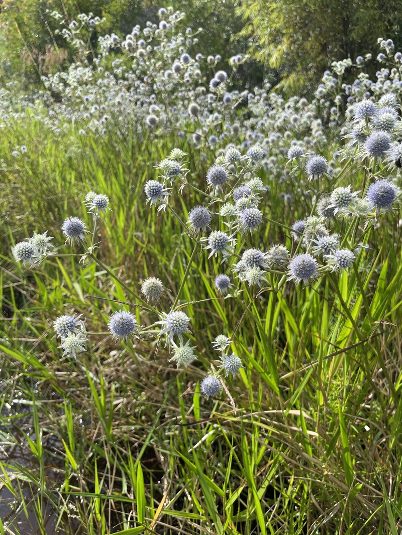 Eryngium aquaticum var. ravenelii photo 5
