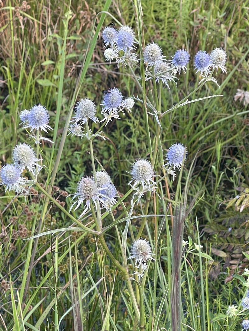 Eryngium aquaticum var. ravenelii photo 6