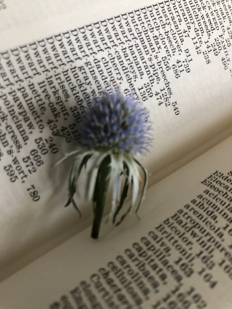 Eryngium aquaticum var. ravenelii photo 7