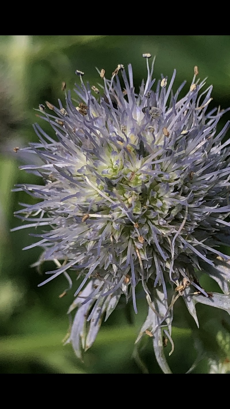 Eryngium aquaticum var. ravenelii photo 8