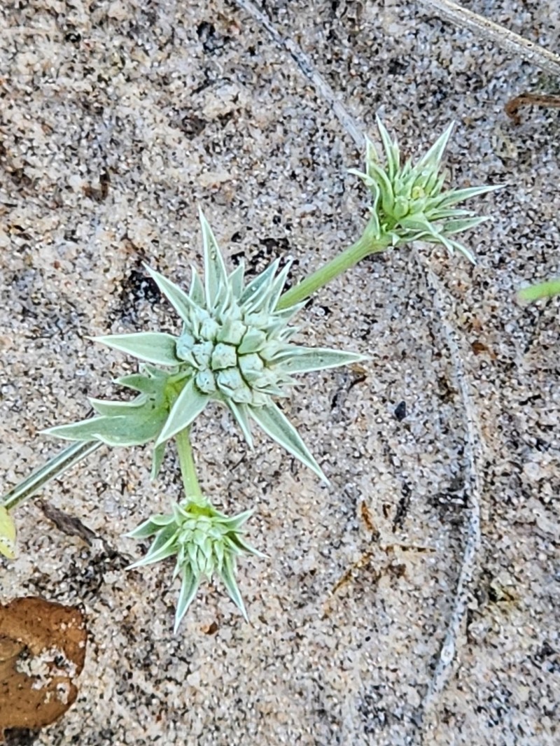 Eryngium arenosum
