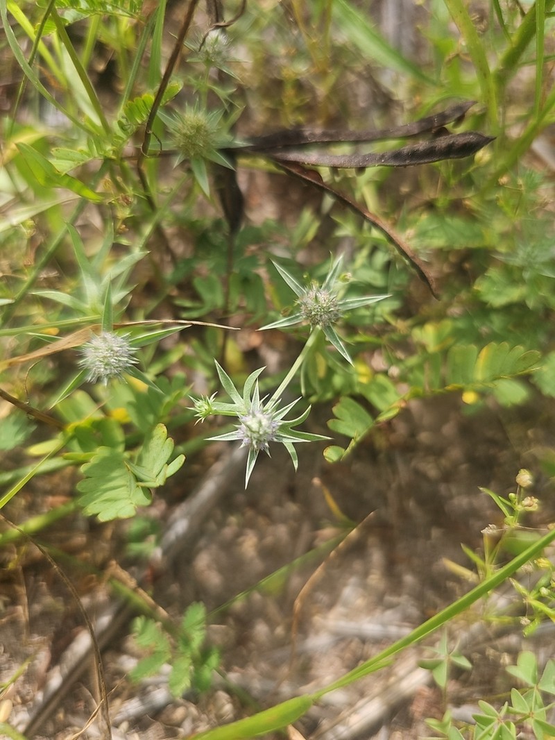 Eryngium arenosum photo 2