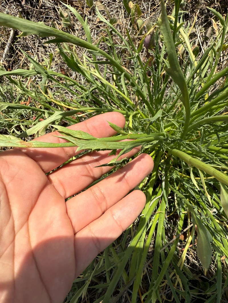 California Eryngo