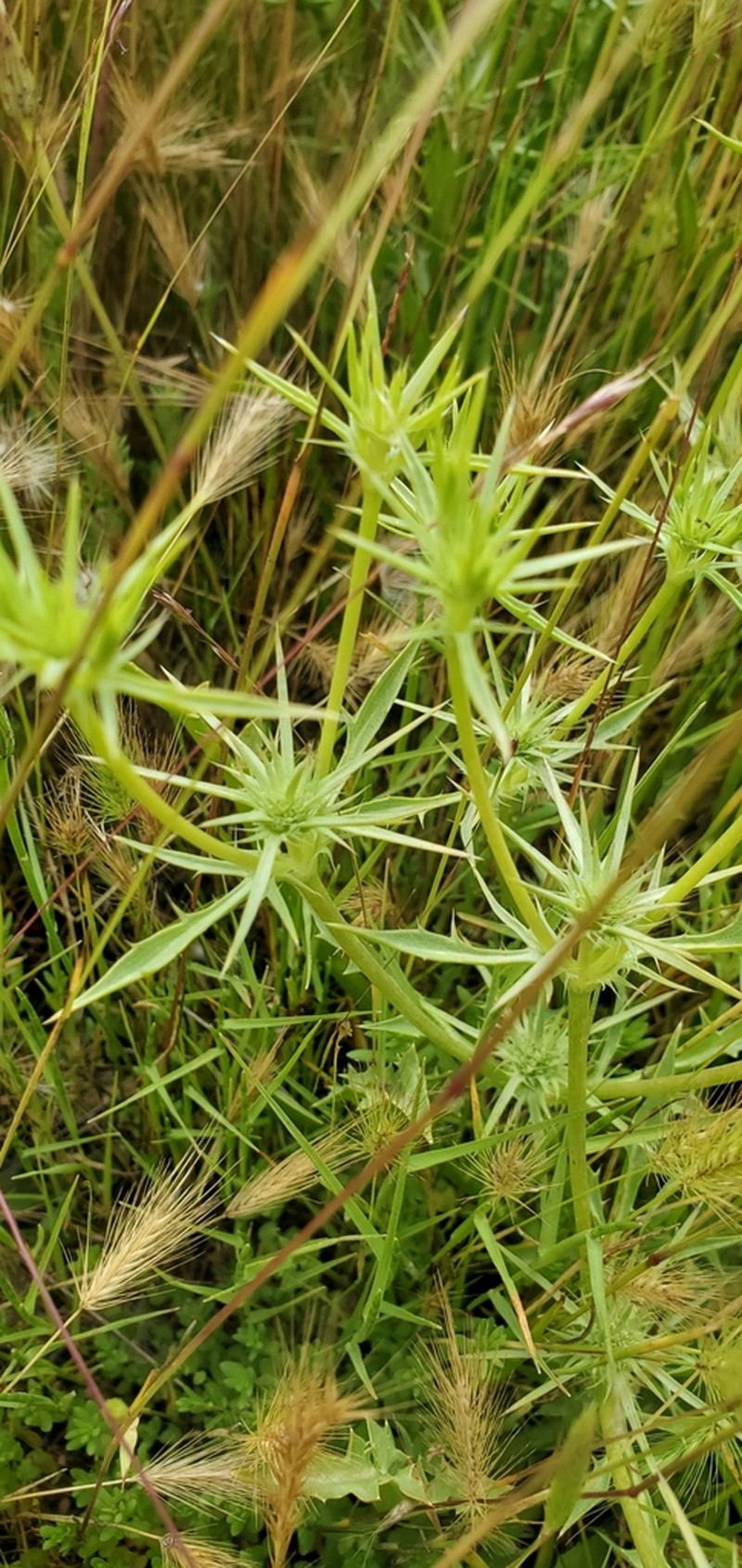 California Eryngo photo 3