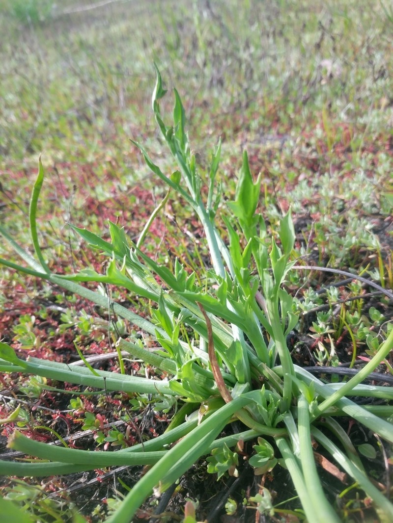 California Eryngo photo 4
