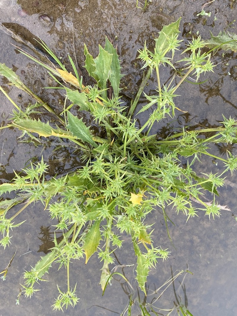 California Eryngo photo 5