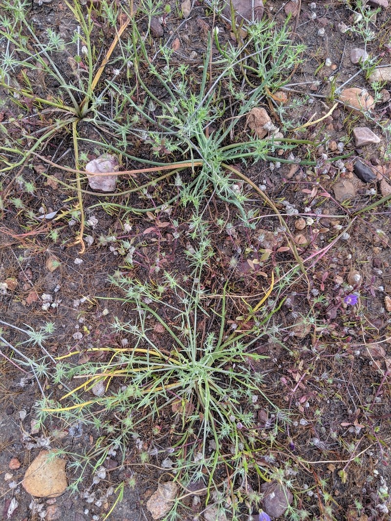 California Eryngo photo 6