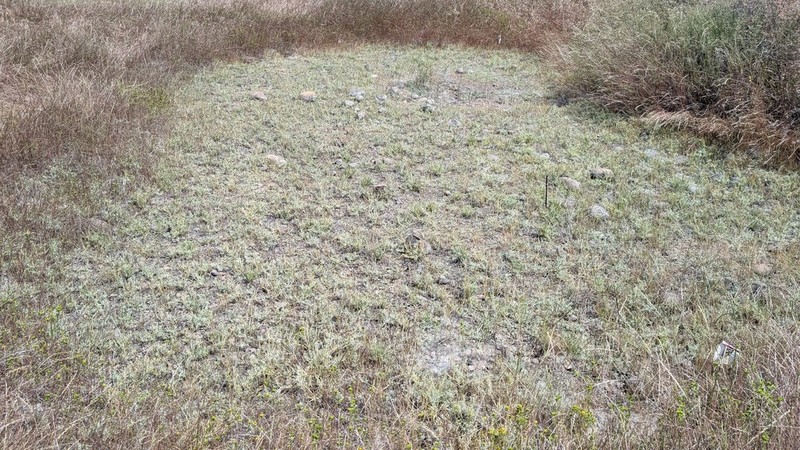 California Eryngo photo 7