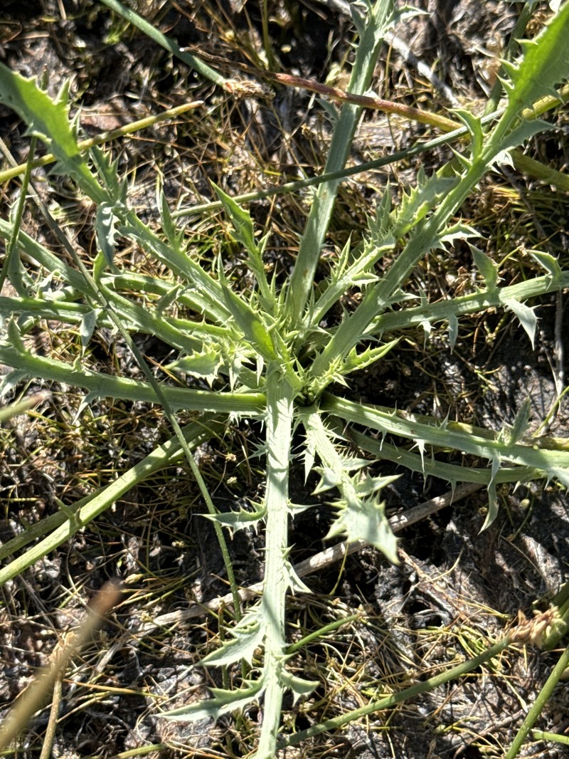 Eryngium aristulatum var. aristulatum