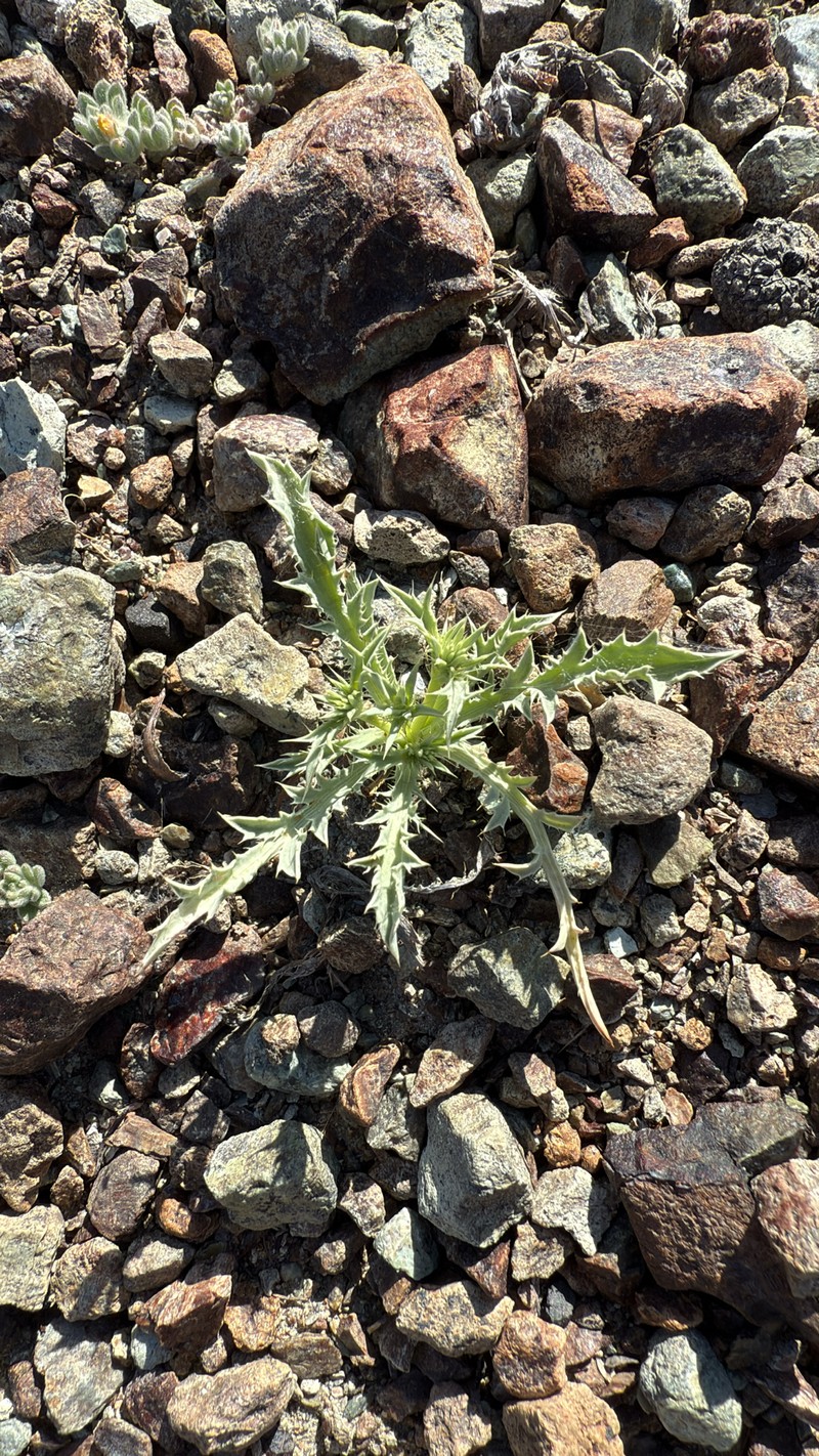 Eryngium aristulatum var. aristulatum photo 2