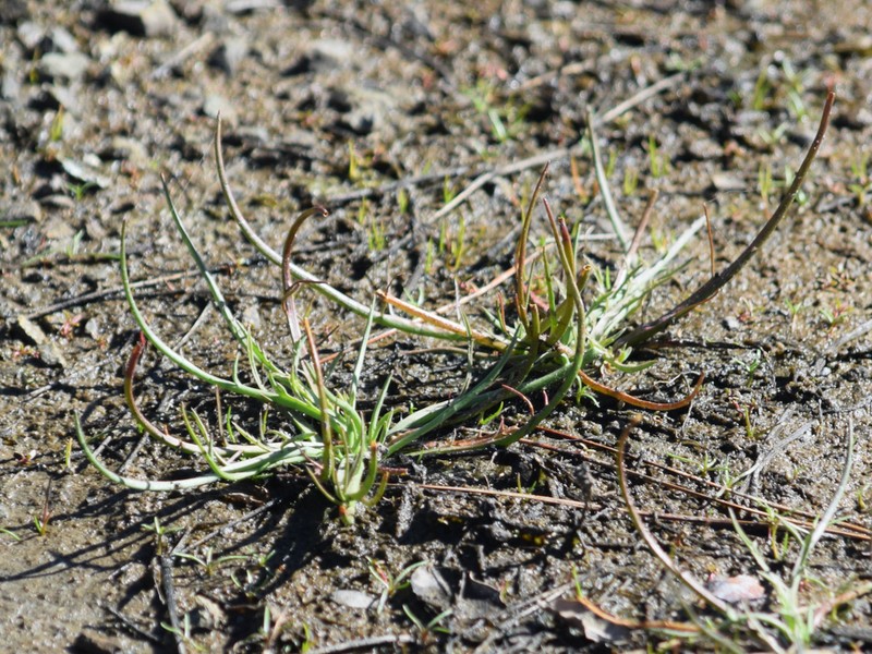 Eryngium aristulatum var. aristulatum photo 3
