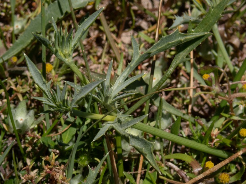 Eryngium aristulatum var. aristulatum photo 4
