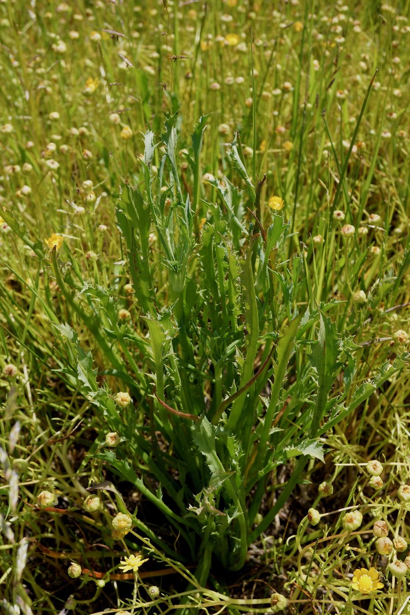 Eryngium aristulatum var. aristulatum photo 5