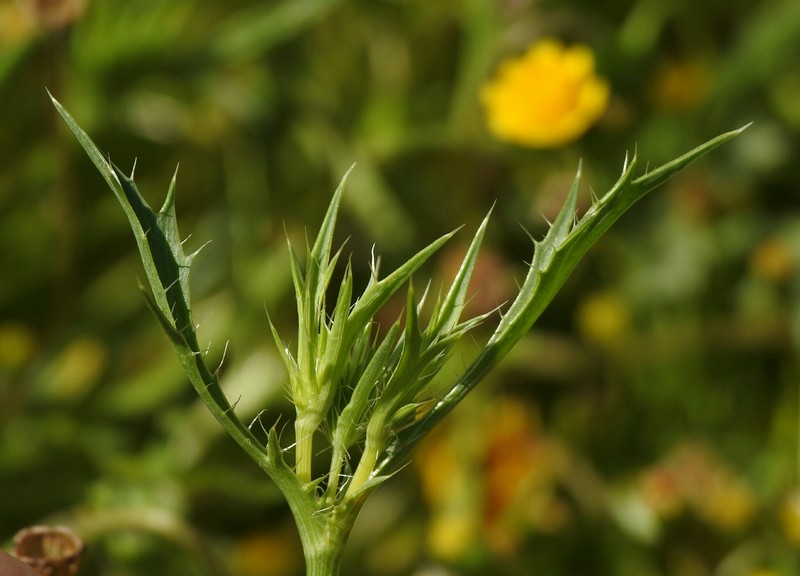 Eryngium aristulatum var. aristulatum photo 6